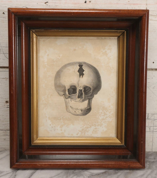 Lot 006 - Antique Anatomical Skull Engraving, Front View, Attributed To James Basire, From Philosophical Transactions, Plate II, Circa 1808