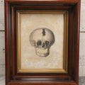 Lot 006 - Antique Anatomical Skull Engraving, Front View, Attributed To James Basire, From Philosophical Transactions, Plate II, Circa 1808, 12-1/4" x 14-1/4"
