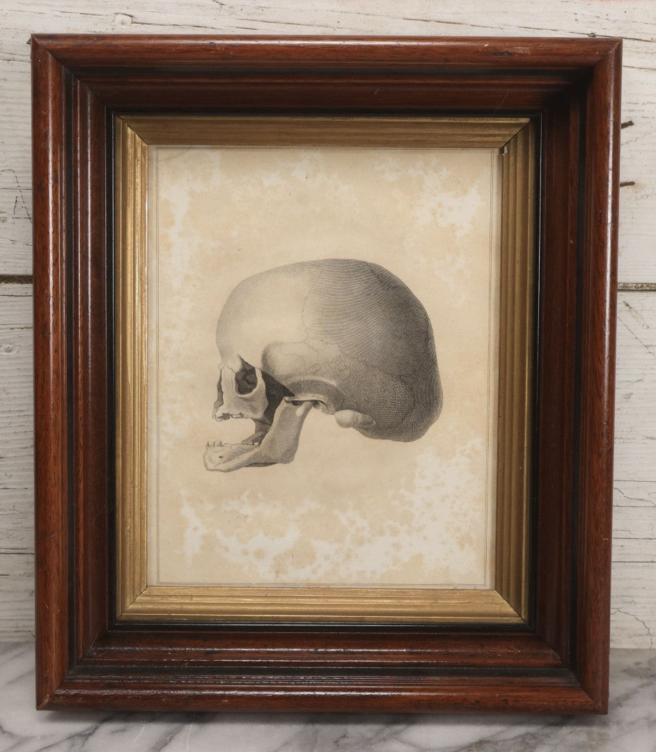 Lot 007 - Antique Anatomical Skull Engraving, Side Profile View, Attributed To James Basire, From Philosophical Transactions, Circa 1808