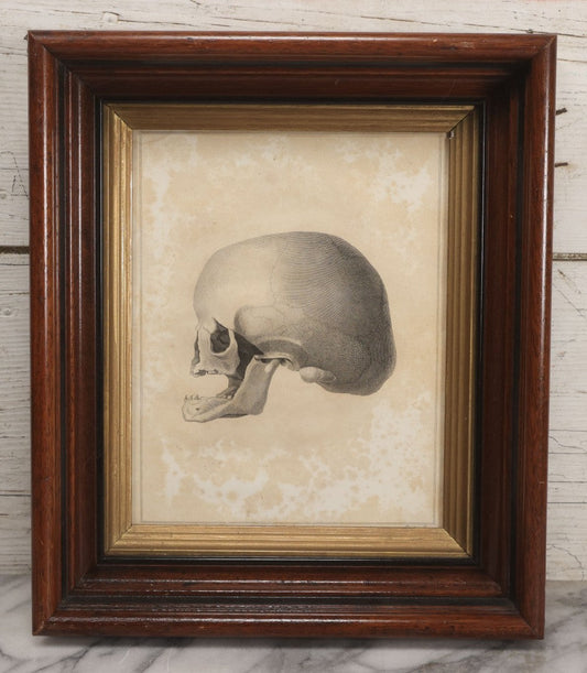 Lot 007 - Antique Anatomical Skull Engraving, Side Profile View, Attributed To James Basire, From Philosophical Transactions, Circa 1808