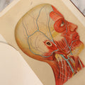 Lot 008 - "Portfolio Of Life; Or, A Popular Study Of The House In Which We Live" Antique Physiology Book By Prof. Henry H. Rassweiler, Illustrated With Anatomical Plates And Manikins, Published By Pacific Publishing Co.