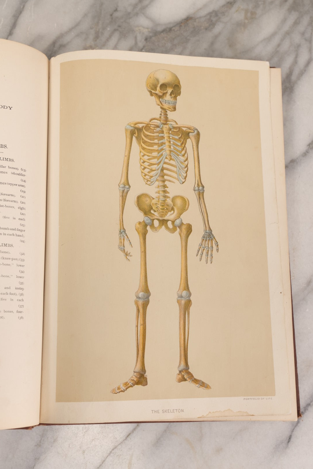 Lot 008 - "Portfolio Of Life; Or, A Popular Study Of The House In Which We Live" Antique Physiology Book By Prof. Henry H. Rassweiler, Illustrated With Anatomical Plates And Manikins, Published By Pacific Publishing Co.