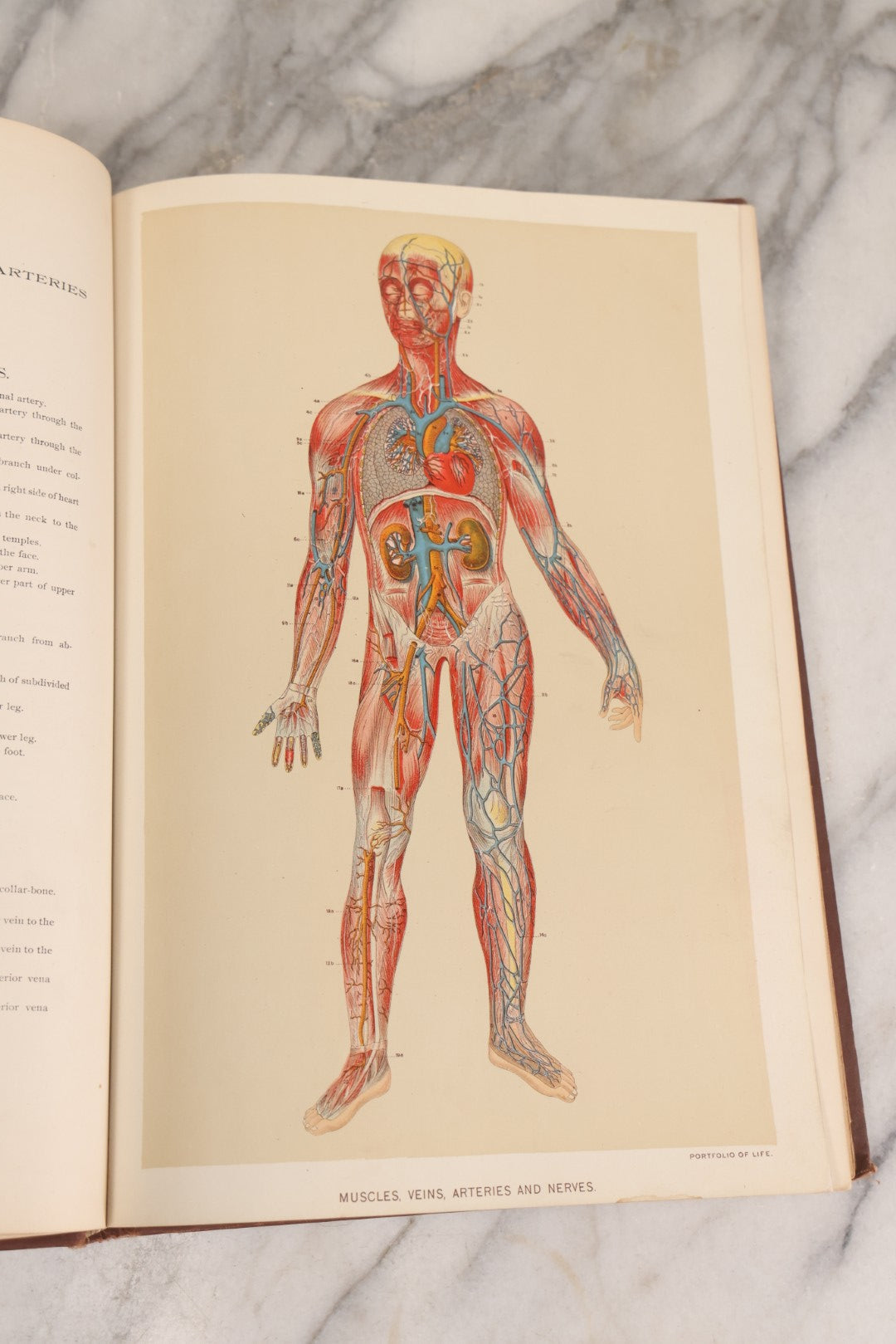 Lot 008 - "Portfolio Of Life; Or, A Popular Study Of The House In Which We Live" Antique Physiology Book By Prof. Henry H. Rassweiler, Illustrated With Anatomical Plates And Manikins, Published By Pacific Publishing Co.
