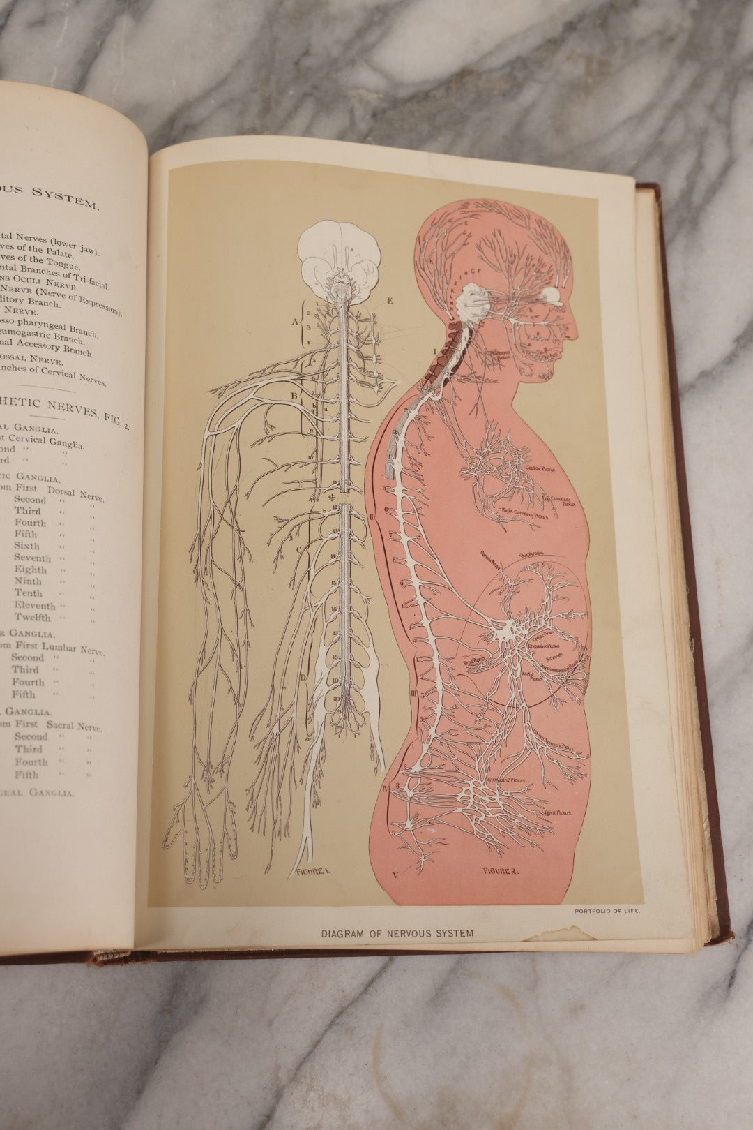 Lot 008 - "Portfolio Of Life; Or, A Popular Study Of The House In Which We Live" Antique Physiology Book By Prof. Henry H. Rassweiler, Illustrated With Anatomical Plates And Manikins, Published By Pacific Publishing Co.