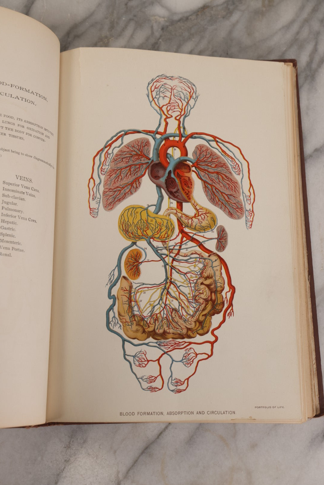 Lot 008 - "Portfolio Of Life; Or, A Popular Study Of The House In Which We Live" Antique Physiology Book By Prof. Henry H. Rassweiler, Illustrated With Anatomical Plates And Manikins, Published By Pacific Publishing Co.