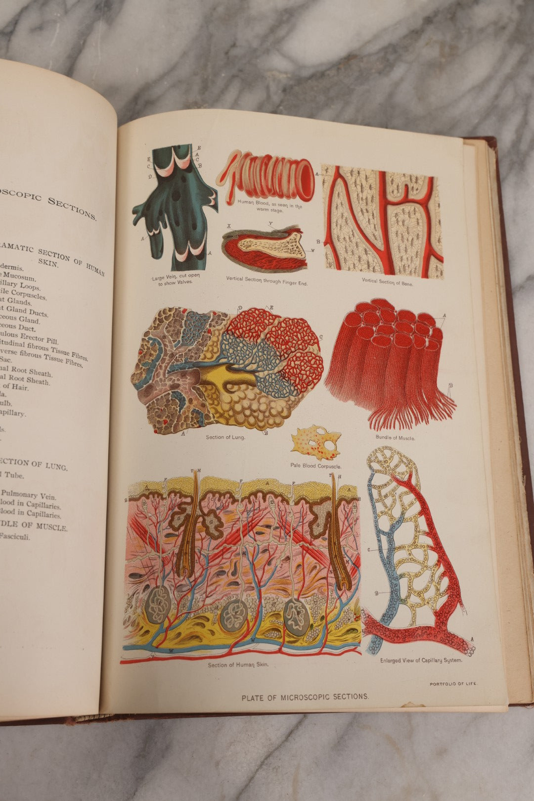 Lot 008 - "Portfolio Of Life; Or, A Popular Study Of The House In Which We Live" Antique Physiology Book By Prof. Henry H. Rassweiler, Illustrated With Anatomical Plates And Manikins, Published By Pacific Publishing Co.