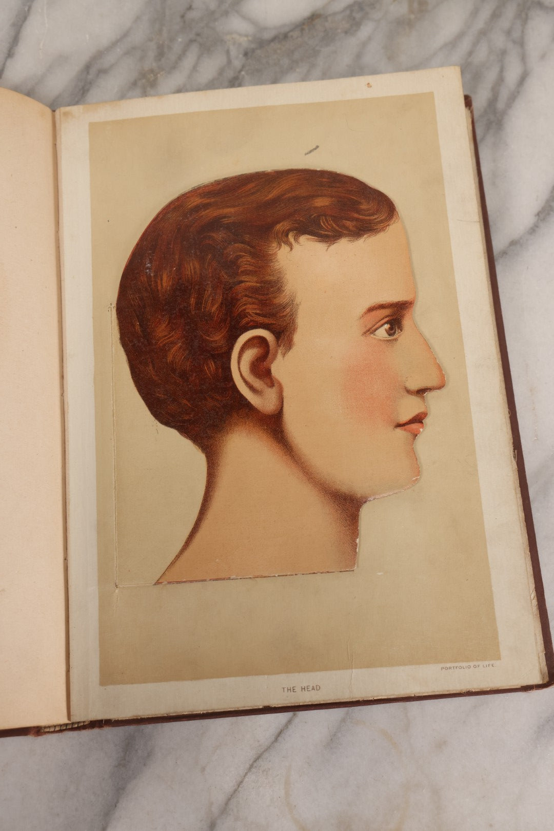 Lot 008 - "Portfolio Of Life; Or, A Popular Study Of The House In Which We Live" Antique Physiology Book By Prof. Henry H. Rassweiler, Illustrated With Anatomical Plates And Manikins, Published By Pacific Publishing Co.