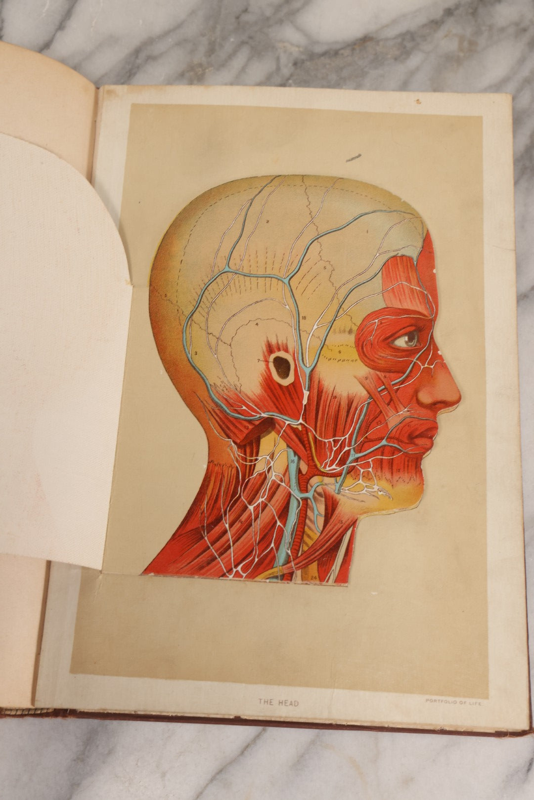 Lot 008 - "Portfolio Of Life; Or, A Popular Study Of The House In Which We Live" Antique Physiology Book By Prof. Henry H. Rassweiler, Illustrated With Anatomical Plates And Manikins, Published By Pacific Publishing Co.