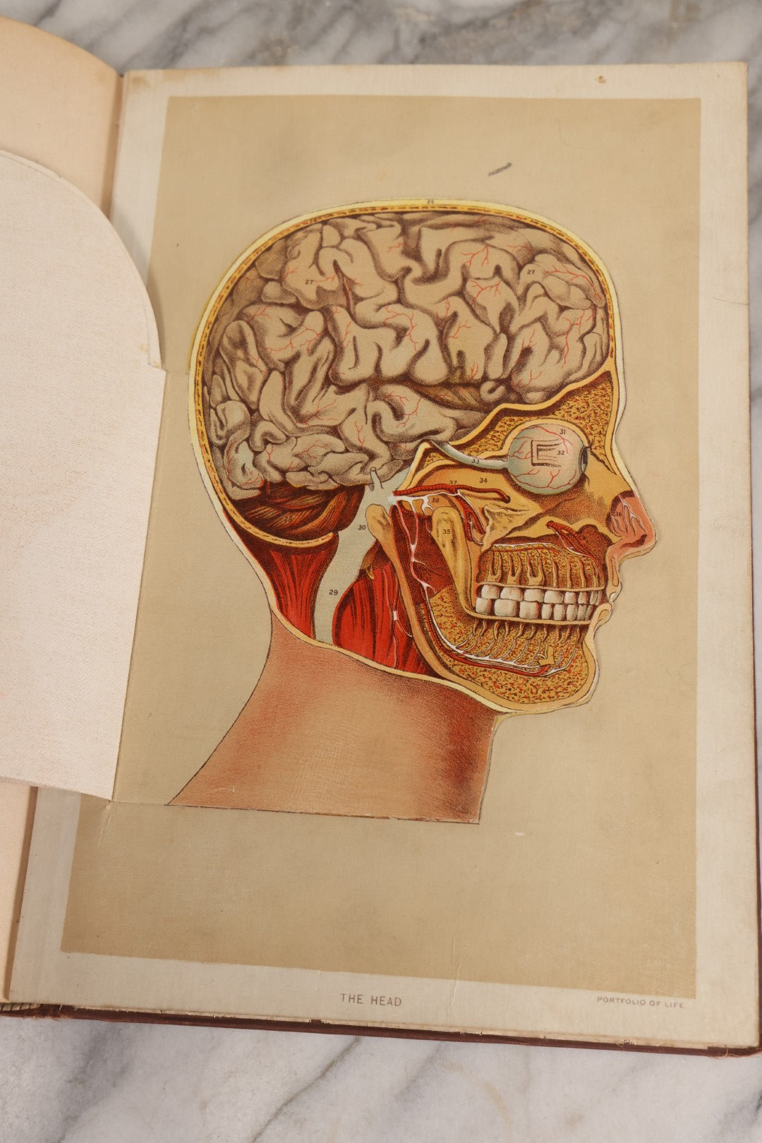 Lot 008 - "Portfolio Of Life; Or, A Popular Study Of The House In Which We Live" Antique Physiology Book By Prof. Henry H. Rassweiler, Illustrated With Anatomical Plates And Manikins, Published By Pacific Publishing Co.