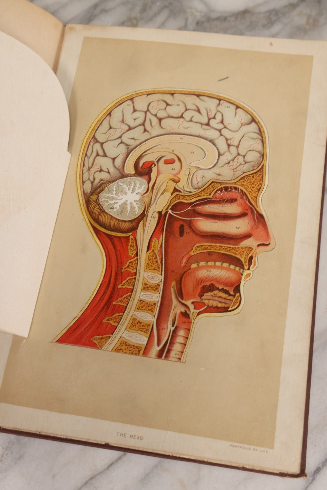 Lot 008 - "Portfolio Of Life; Or, A Popular Study Of The House In Which We Live" Antique Physiology Book By Prof. Henry H. Rassweiler, Illustrated With Anatomical Plates And Manikins, Published By Pacific Publishing Co.