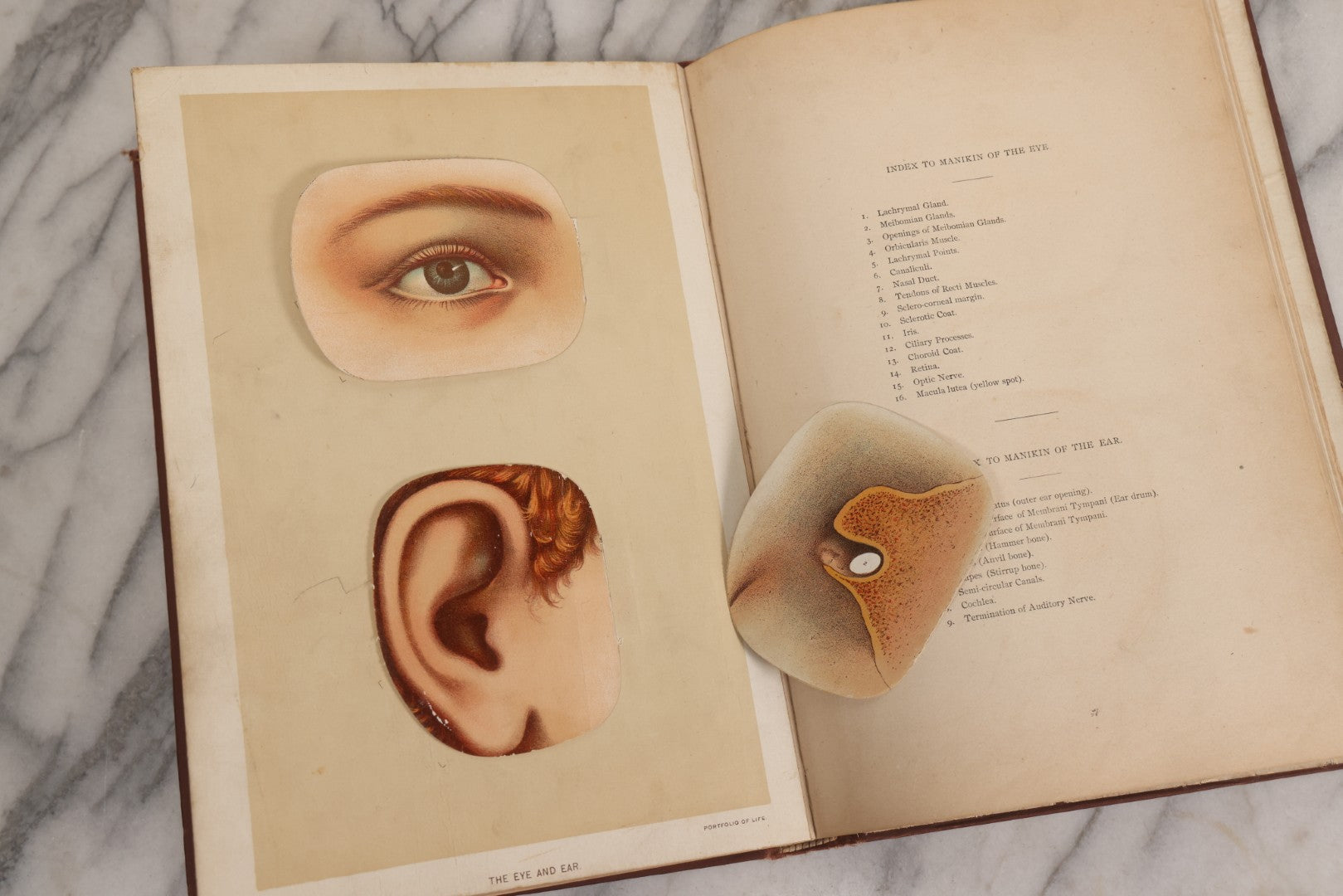 Lot 008 - "Portfolio Of Life; Or, A Popular Study Of The House In Which We Live" Antique Physiology Book By Prof. Henry H. Rassweiler, Illustrated With Anatomical Plates And Manikins, Published By Pacific Publishing Co.