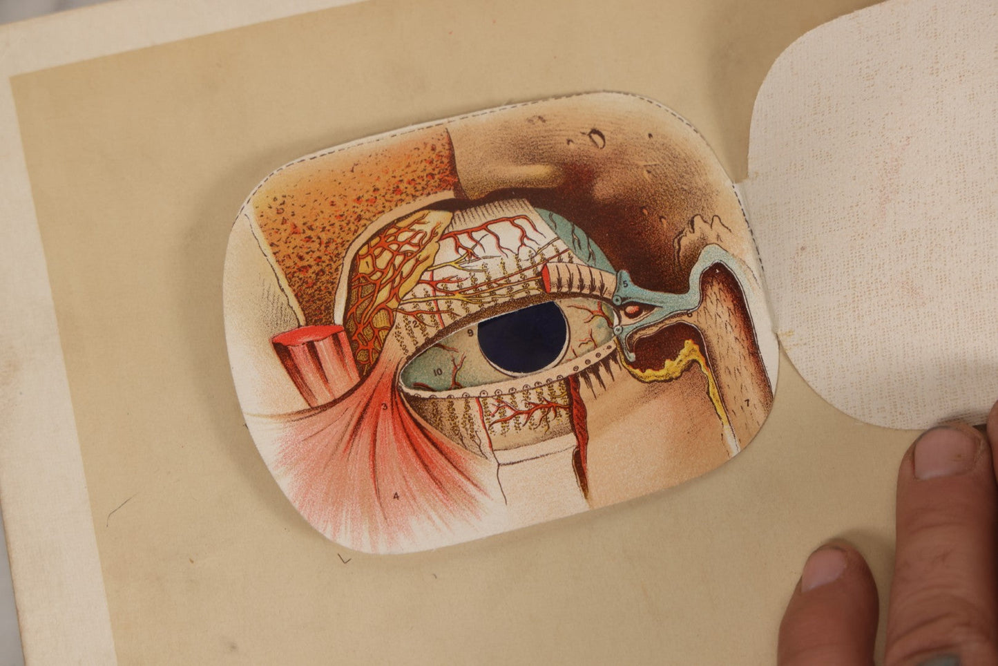 Lot 008 - "Portfolio Of Life; Or, A Popular Study Of The House In Which We Live" Antique Physiology Book By Prof. Henry H. Rassweiler, Illustrated With Anatomical Plates And Manikins, Published By Pacific Publishing Co.