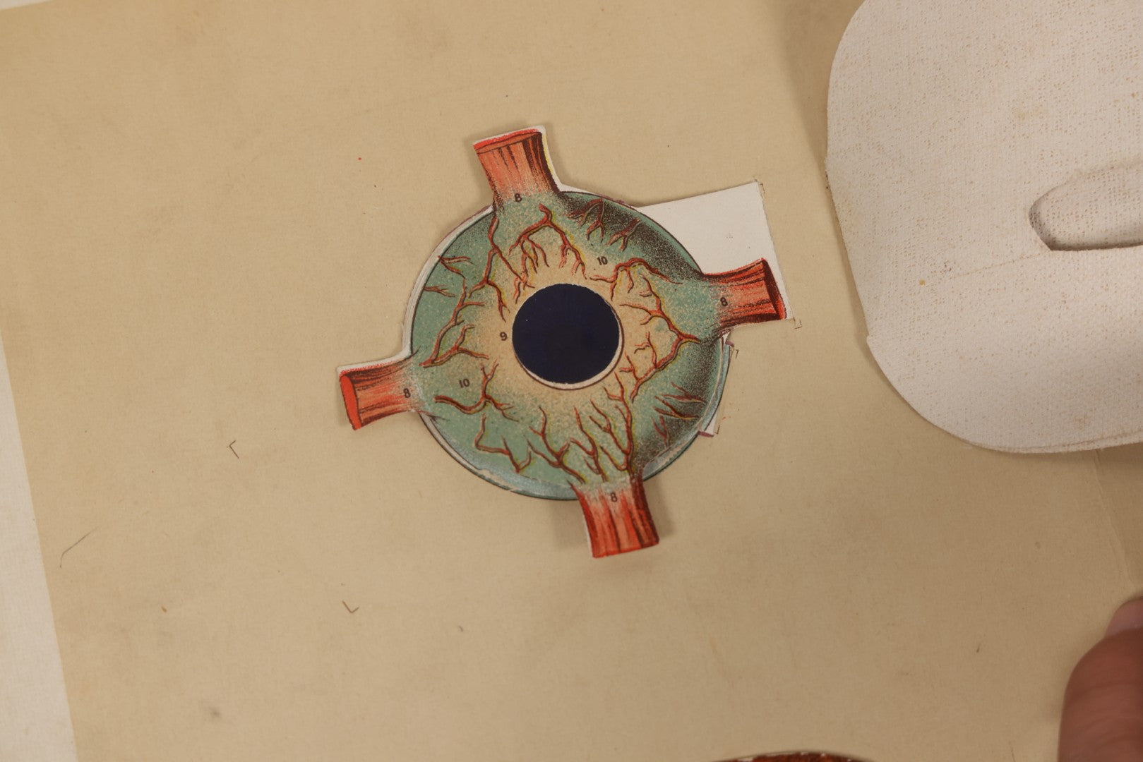 Lot 008 - "Portfolio Of Life; Or, A Popular Study Of The House In Which We Live" Antique Physiology Book By Prof. Henry H. Rassweiler, Illustrated With Anatomical Plates And Manikins, Published By Pacific Publishing Co.