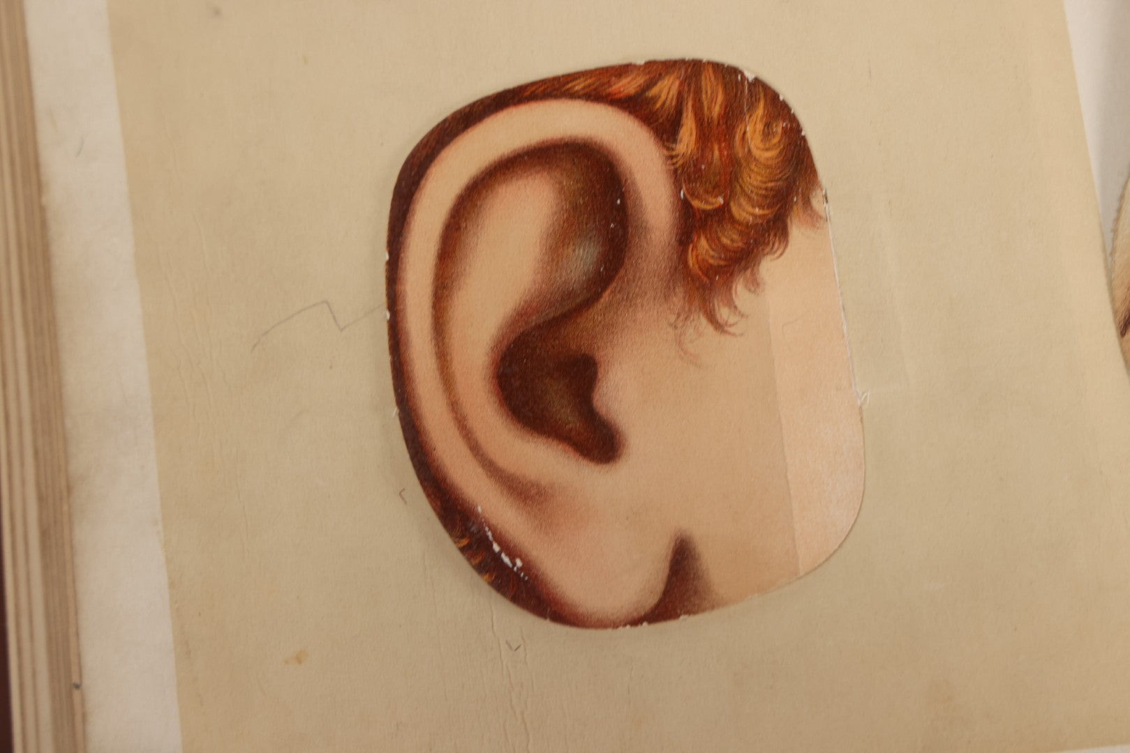 Lot 008 - "Portfolio Of Life; Or, A Popular Study Of The House In Which We Live" Antique Physiology Book By Prof. Henry H. Rassweiler, Illustrated With Anatomical Plates And Manikins, Published By Pacific Publishing Co.