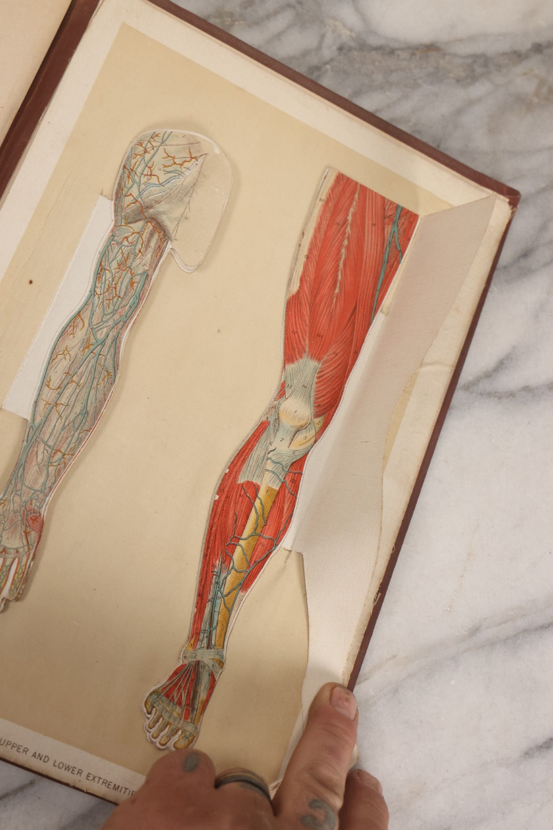 Lot 008 - "Portfolio Of Life; Or, A Popular Study Of The House In Which We Live" Antique Physiology Book By Prof. Henry H. Rassweiler, Illustrated With Anatomical Plates And Manikins, Published By Pacific Publishing Co.