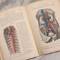 Lot 009 - "Text-Book Of Anatomy And Physiology For Nurses" Antique Medical Textbook By Diana Clifford Kimber, Illustrated, Third Edition Revised By Carolyn E. Gray, Published By The Macmillan Company, New York, 1912