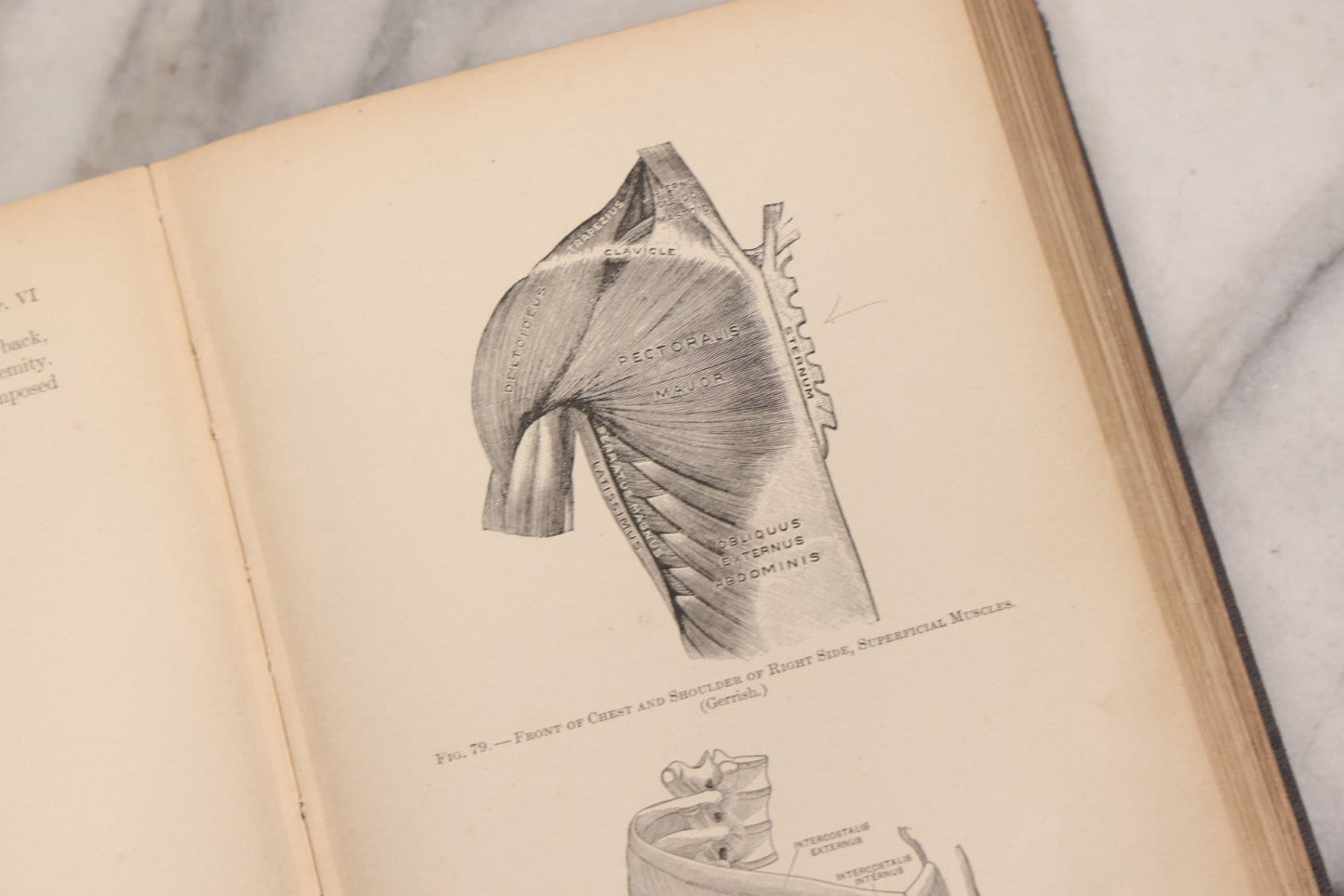 Lot 009 - "Text-Book Of Anatomy And Physiology For Nurses" Antique Medical Textbook By Diana Clifford Kimber, Illustrated, Third Edition Revised By Carolyn E. Gray, Published By The Macmillan Company, New York, 1912