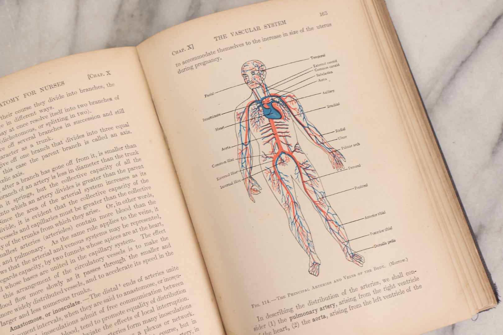 Lot 009 - "Text-Book Of Anatomy And Physiology For Nurses" Antique Medical Textbook By Diana Clifford Kimber, Illustrated, Third Edition Revised By Carolyn E. Gray, Published By The Macmillan Company, New York, 1912