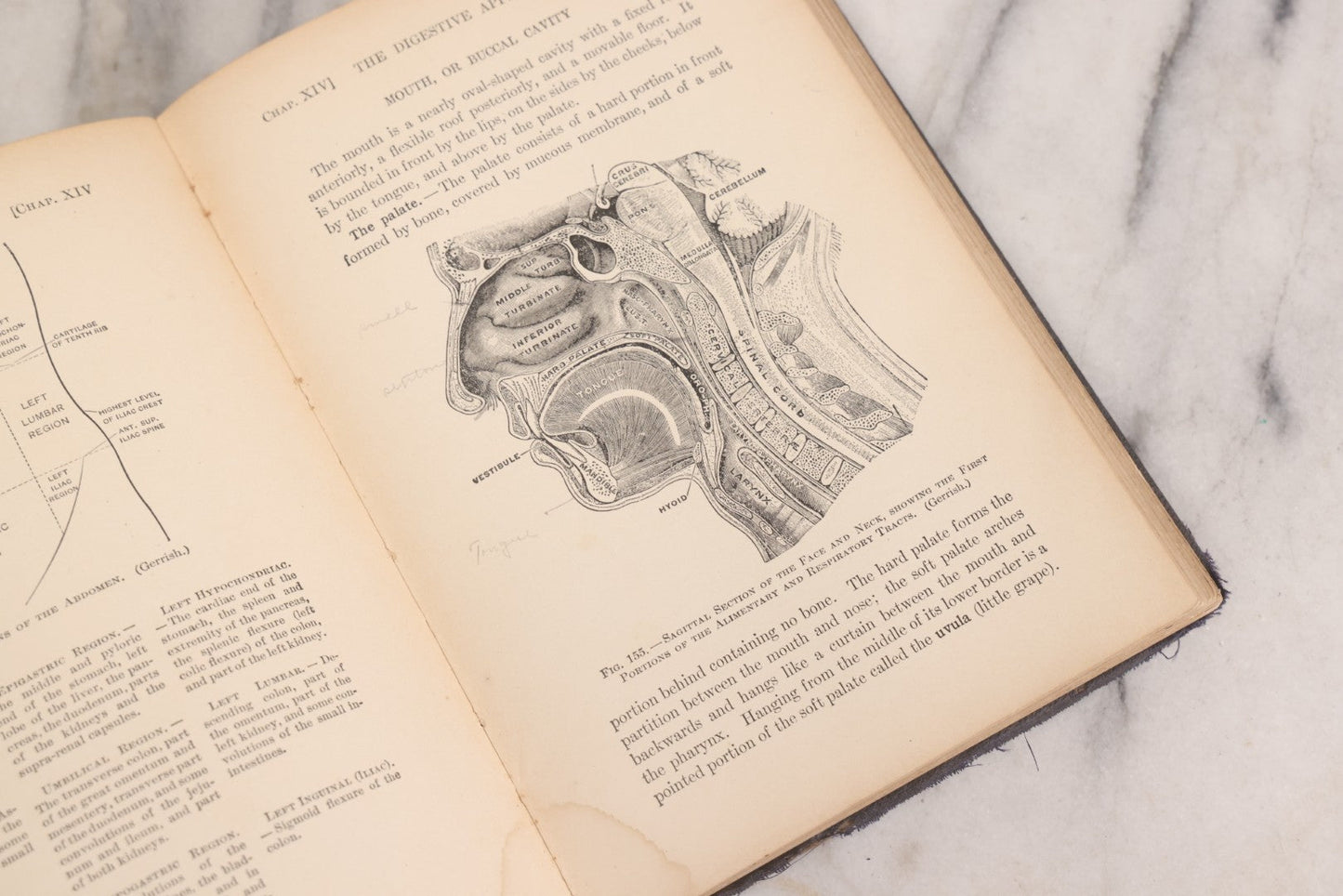 Lot 009 - "Text-Book Of Anatomy And Physiology For Nurses" Antique Medical Textbook By Diana Clifford Kimber, Illustrated, Third Edition Revised By Carolyn E. Gray, Published By The Macmillan Company, New York, 1912