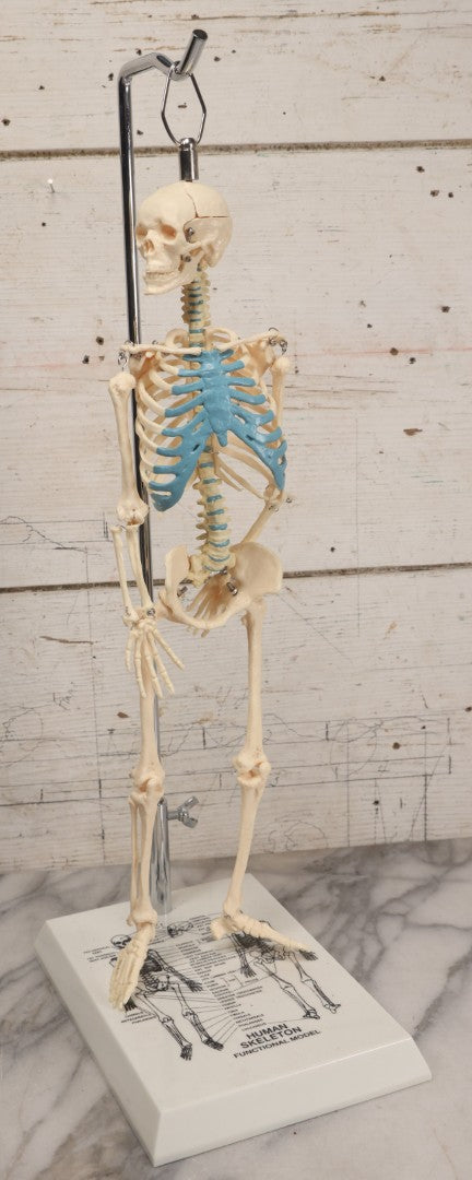 Lot 026 - Modern Plastic Human Skeleton Anatomical Teaching Model With Labeled Display Stand