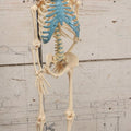Lot 026 - Modern Plastic Human Skeleton Anatomical Teaching Model With Labeled Display Stand, Stand 21-1/2" H, Skeleton 17-3/4" H