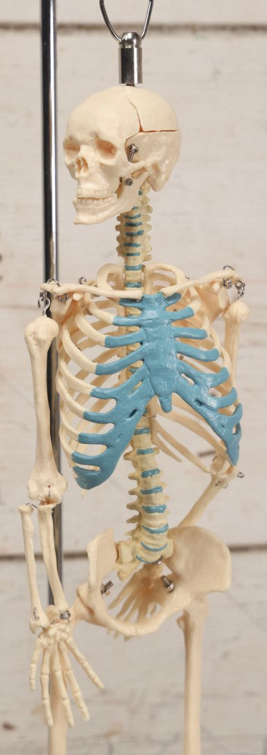 Lot 026 - Modern Plastic Human Skeleton Anatomical Teaching Model With Labeled Display Stand
