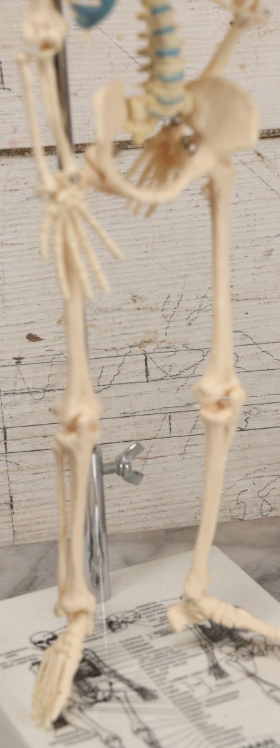 Lot 026 - Modern Plastic Human Skeleton Anatomical Teaching Model With Labeled Display Stand