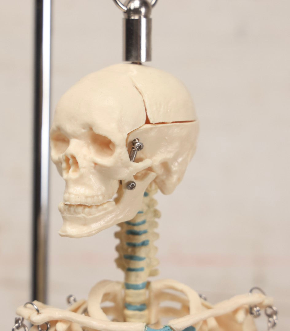 Lot 026 - Modern Plastic Human Skeleton Anatomical Teaching Model With Labeled Display Stand