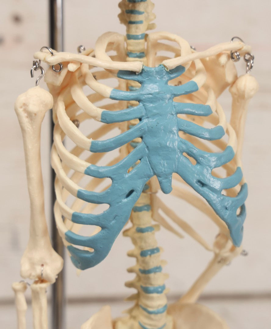 Lot 026 - Modern Plastic Human Skeleton Anatomical Teaching Model With Labeled Display Stand