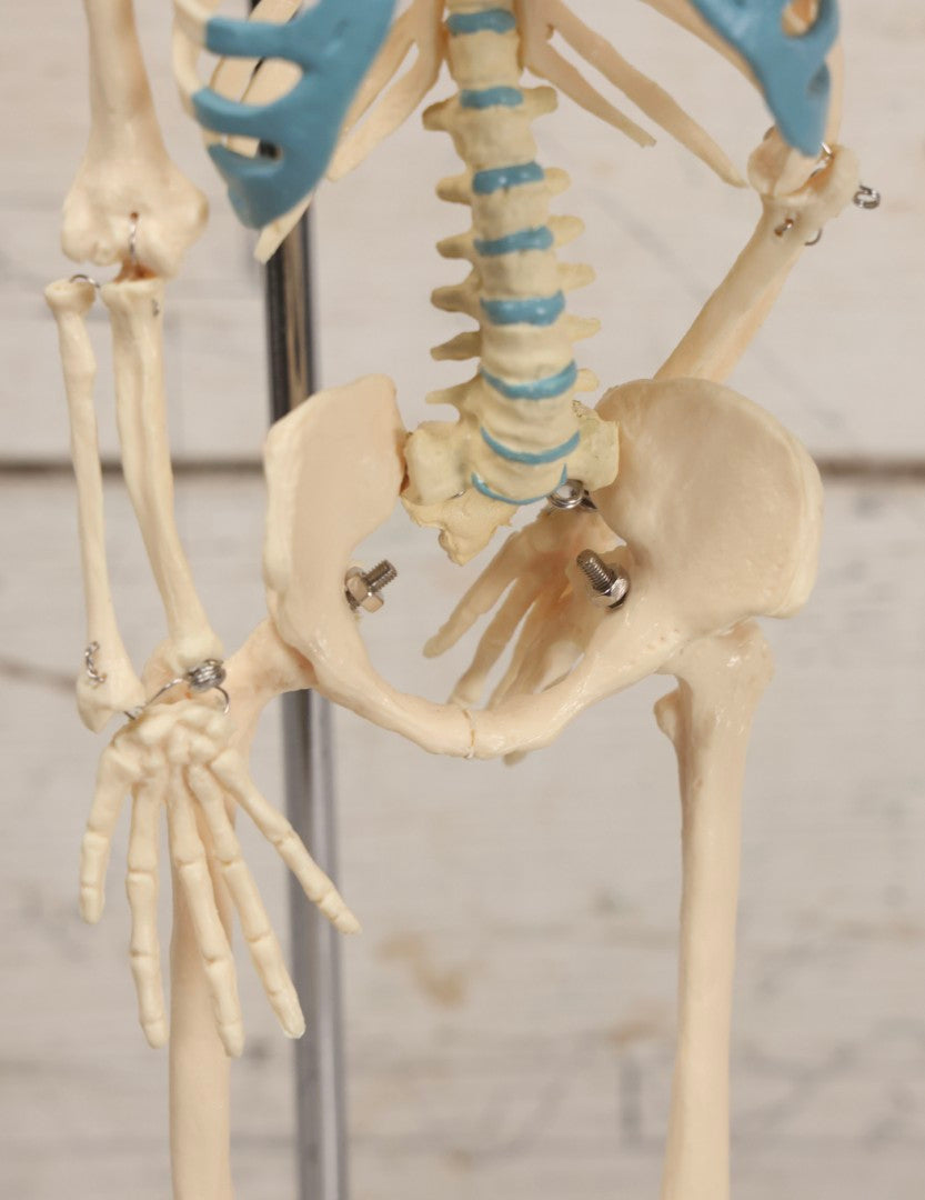 Lot 026 - Modern Plastic Human Skeleton Anatomical Teaching Model With Labeled Display Stand