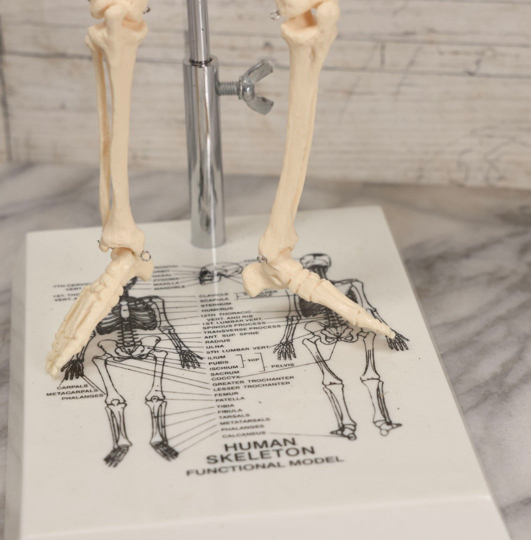Lot 026 - Modern Plastic Human Skeleton Anatomical Teaching Model With Labeled Display Stand