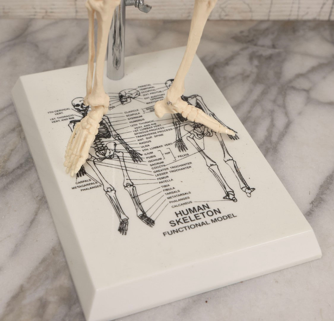 Lot 026 - Modern Plastic Human Skeleton Anatomical Teaching Model With Labeled Display Stand