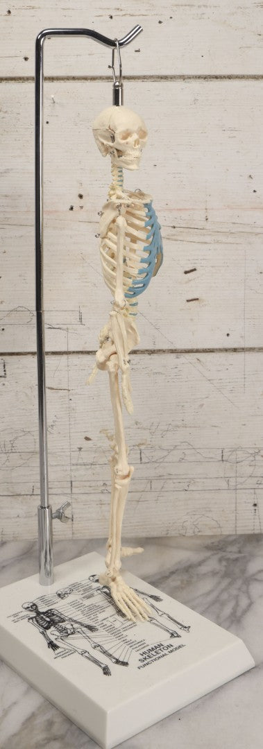 Lot 026 - Modern Plastic Human Skeleton Anatomical Teaching Model With Labeled Display Stand