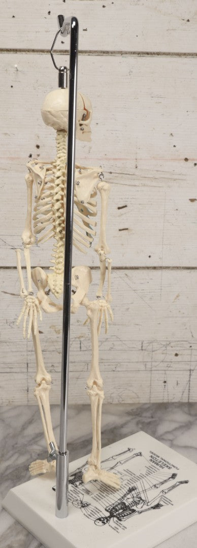 Lot 026 - Modern Plastic Human Skeleton Anatomical Teaching Model With Labeled Display Stand
