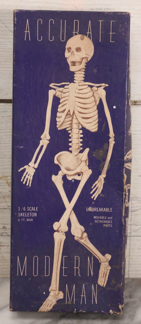 Lot 027 - Vintage “Accurate Modern Man Skeleton” Cardboard Display Box With Skeleton Graphics, Plastics Masters Inc., Chicago