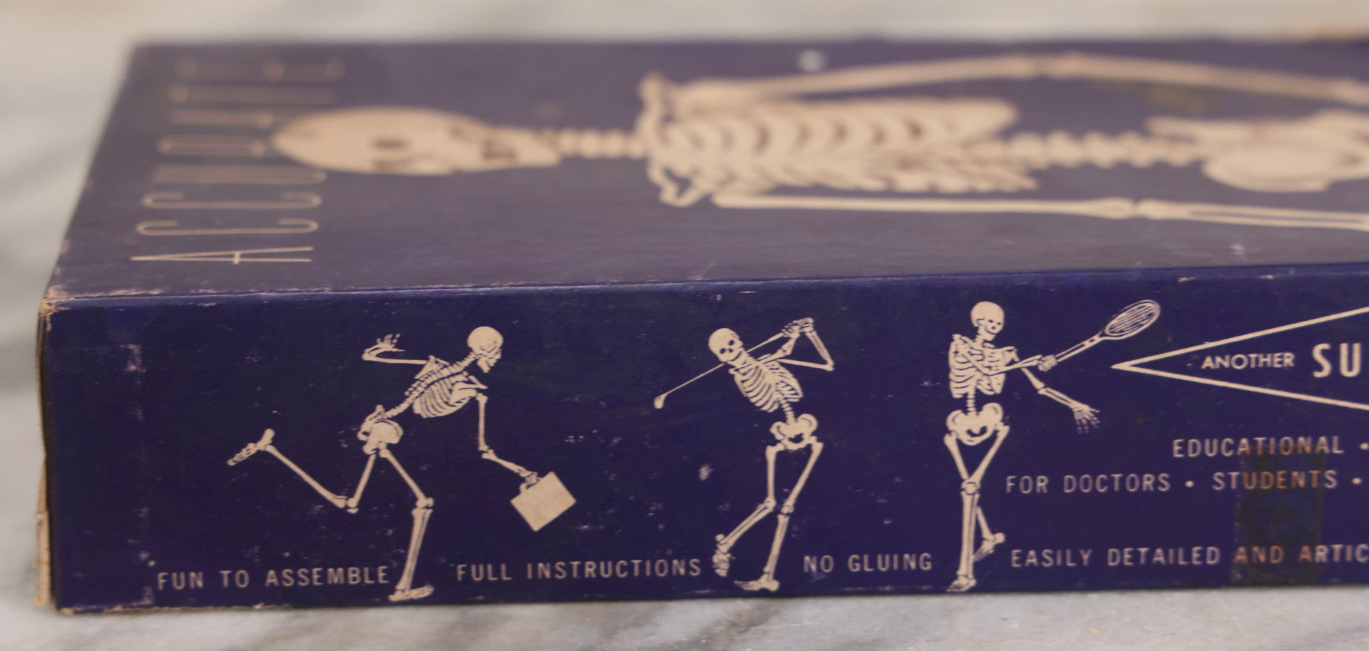 Lot 027 - Vintage “Accurate Modern Man Skeleton” Cardboard Display Box With Skeleton Graphics, Plastics Masters Inc., Chicago