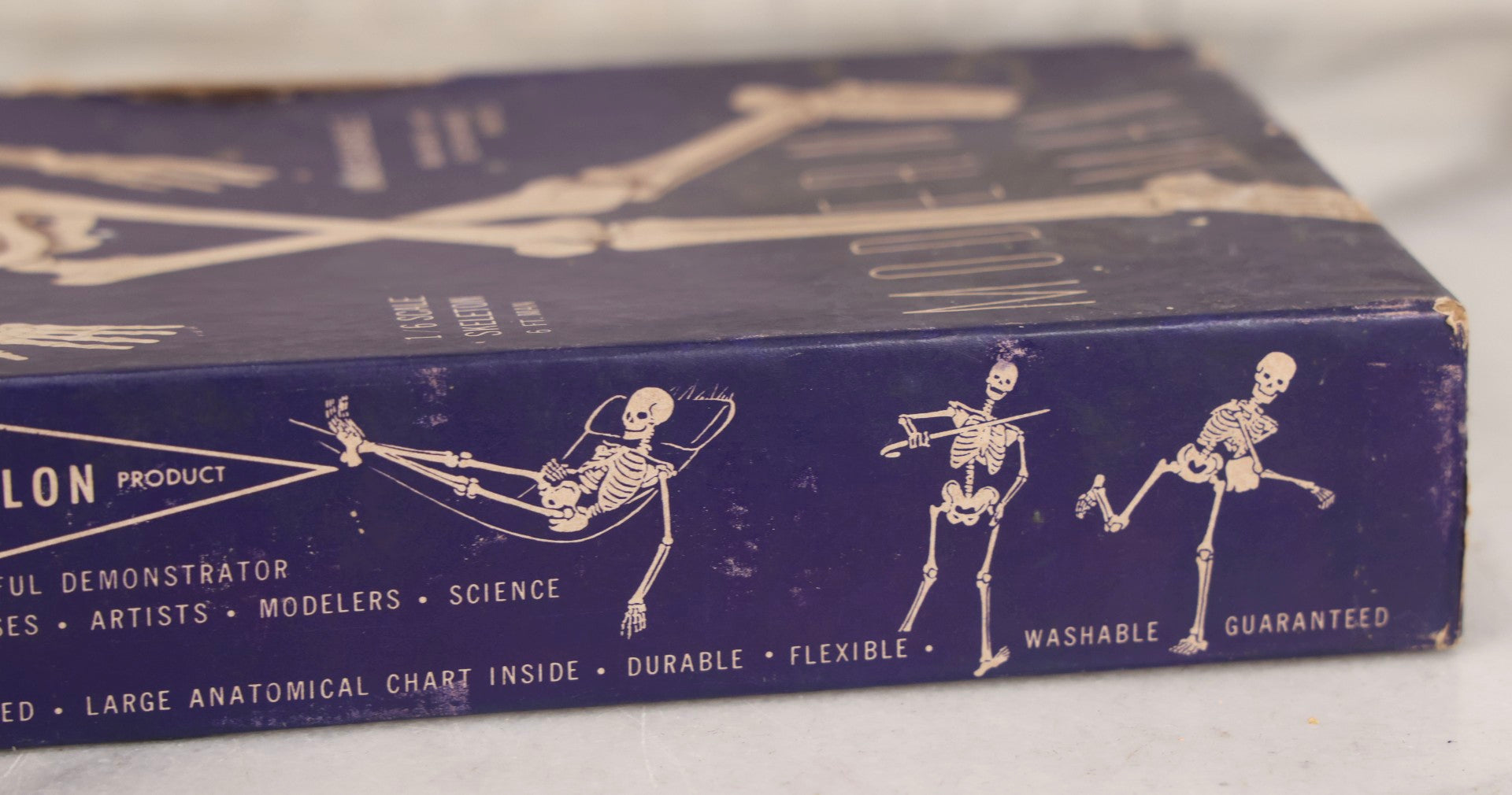 Lot 027 - Vintage “Accurate Modern Man Skeleton” Cardboard Display Box With Skeleton Graphics, Plastics Masters Inc., Chicago