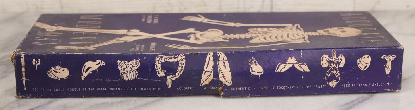 Lot 027 - Vintage “Accurate Modern Man Skeleton” Cardboard Display Box With Skeleton Graphics, Plastics Masters Inc., Chicago