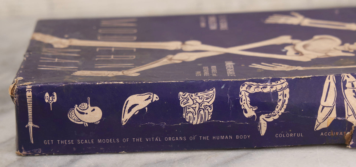 Lot 027 - Vintage “Accurate Modern Man Skeleton” Cardboard Display Box With Skeleton Graphics, Plastics Masters Inc., Chicago