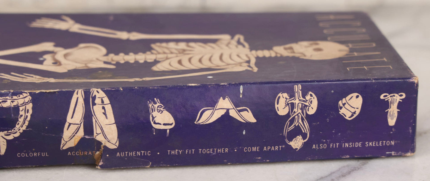 Lot 027 - Vintage “Accurate Modern Man Skeleton” Cardboard Display Box With Skeleton Graphics, Plastics Masters Inc., Chicago