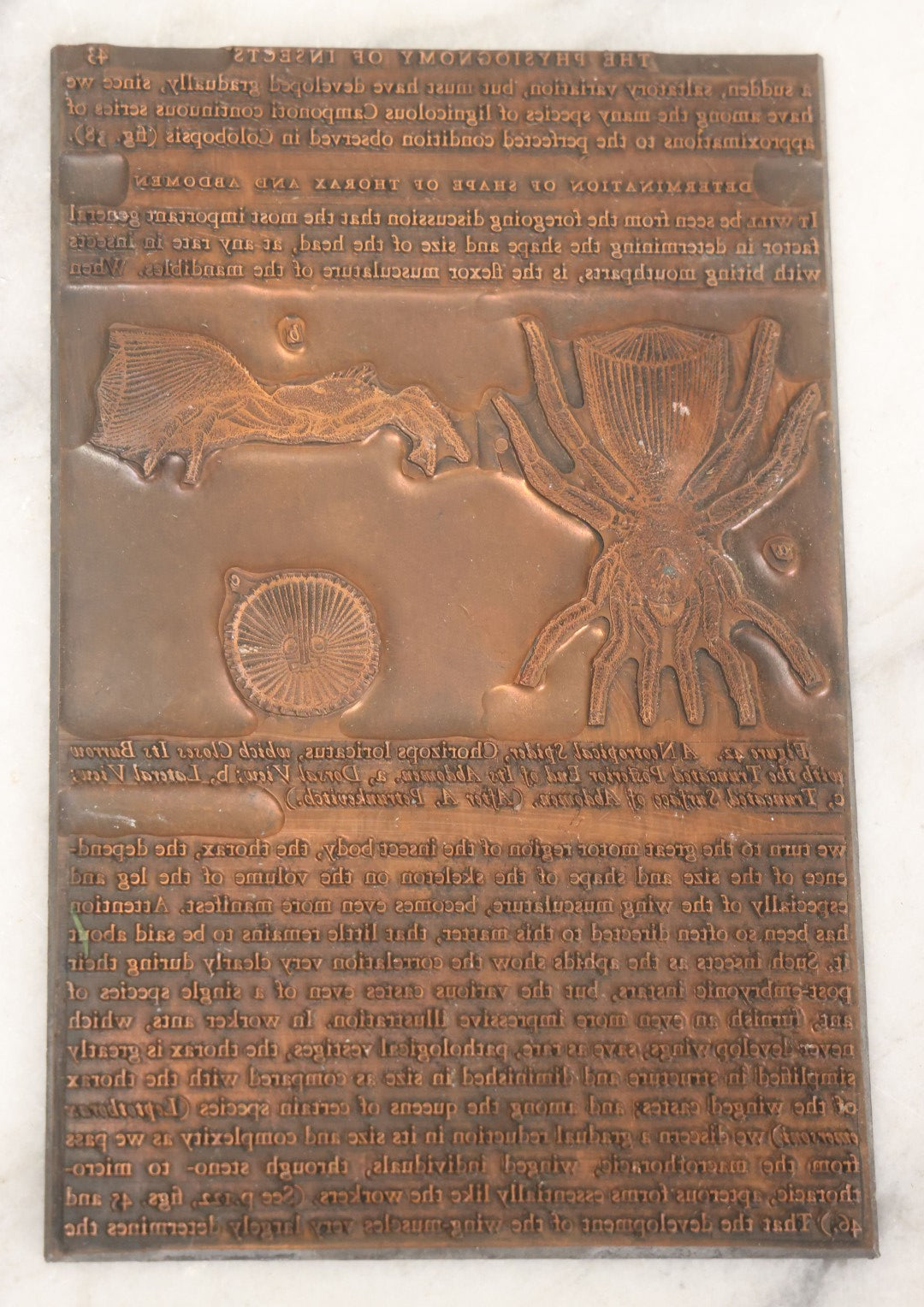 Lot 031 - Grouping Of Six Vintage Copper Printing Plates From "Foibles Of Insects And Men" By William Morton Wheeler, Published By Alfred A. Knopf, New York, 1928