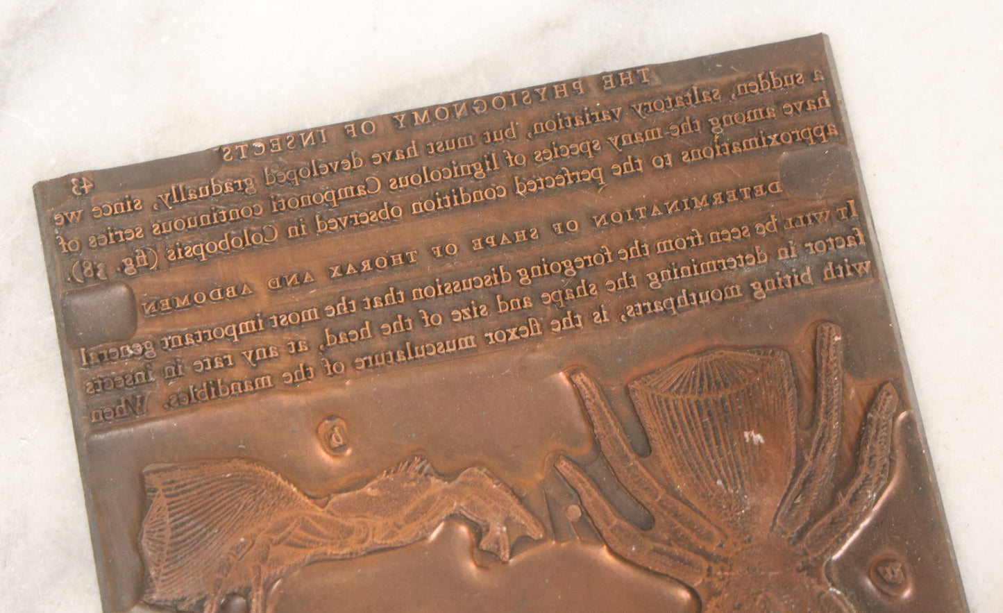 Lot 031 - Grouping Of Six Vintage Copper Printing Plates From "Foibles Of Insects And Men" By William Morton Wheeler, Published By Alfred A. Knopf, New York, 1928