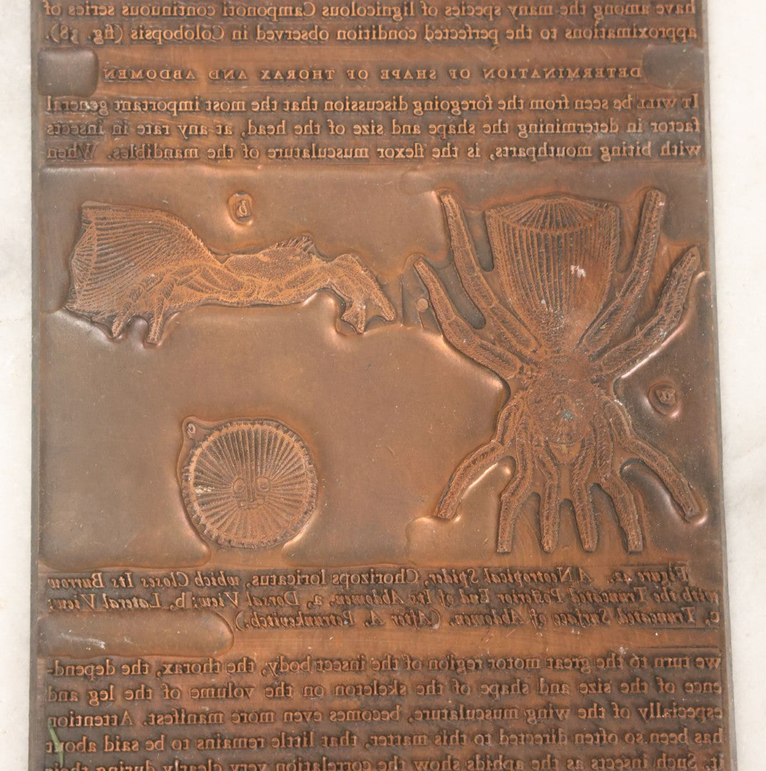 Lot 031 - Grouping Of Six Vintage Copper Printing Plates From "Foibles Of Insects And Men" By William Morton Wheeler, Published By Alfred A. Knopf, New York, 1928