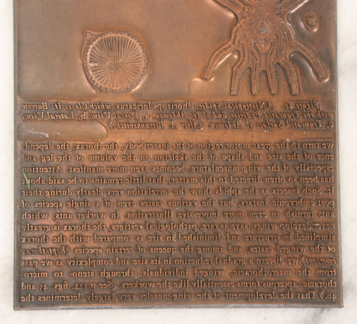 Lot 031 - Grouping Of Six Vintage Copper Printing Plates From "Foibles Of Insects And Men" By William Morton Wheeler, Published By Alfred A. Knopf, New York, 1928