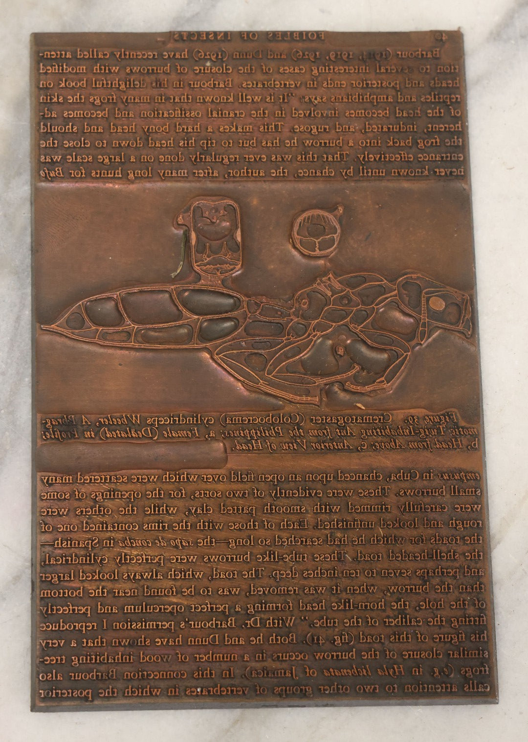 Lot 031 - Grouping Of Six Vintage Copper Printing Plates From "Foibles Of Insects And Men" By William Morton Wheeler, Published By Alfred A. Knopf, New York, 1928