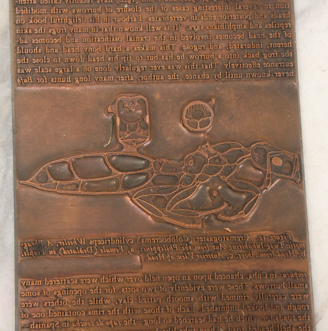 Lot 031 - Grouping Of Six Vintage Copper Printing Plates From "Foibles Of Insects And Men" By William Morton Wheeler, Published By Alfred A. Knopf, New York, 1928