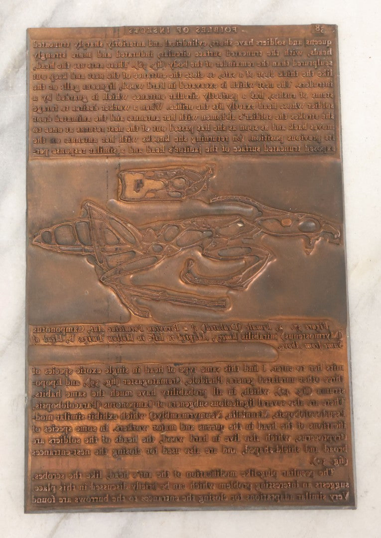 Lot 031 - Grouping Of Six Vintage Copper Printing Plates From "Foibles Of Insects And Men" By William Morton Wheeler, Published By Alfred A. Knopf, New York, 1928