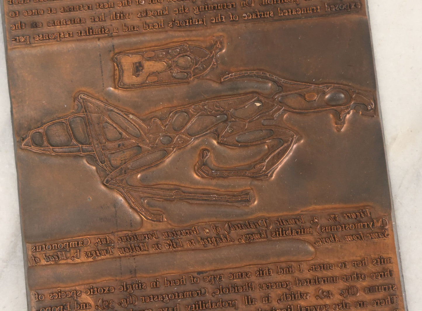 Lot 031 - Grouping Of Six Vintage Copper Printing Plates From "Foibles Of Insects And Men" By William Morton Wheeler, Published By Alfred A. Knopf, New York, 1928