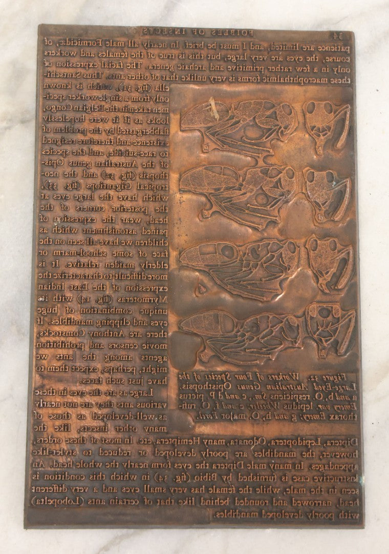 Lot 031 - Grouping Of Six Vintage Copper Printing Plates From "Foibles Of Insects And Men" By William Morton Wheeler, Published By Alfred A. Knopf, New York, 1928