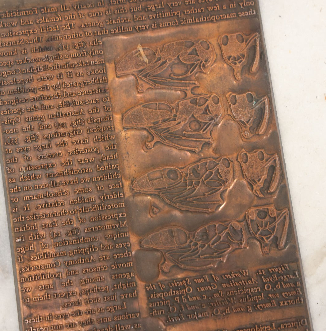 Lot 031 - Grouping Of Six Vintage Copper Printing Plates From "Foibles Of Insects And Men" By William Morton Wheeler, Published By Alfred A. Knopf, New York, 1928